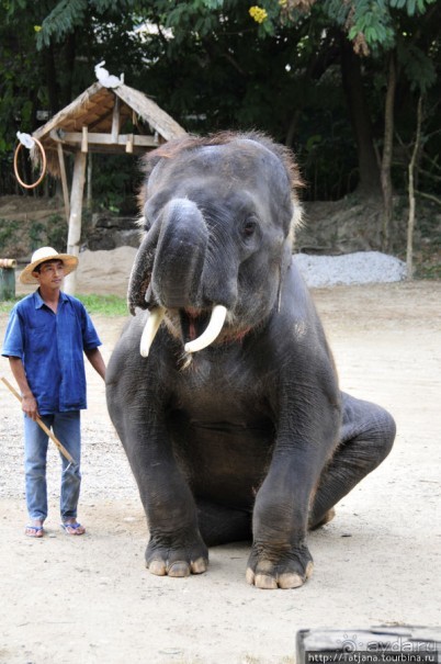Веселые и добрые слоники.