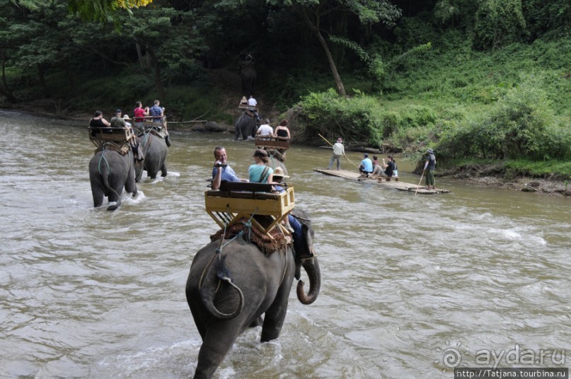 Веселые и добрые слоники.