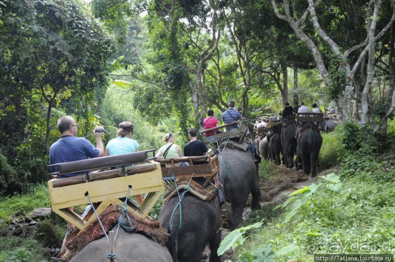 Веселые и добрые слоники.