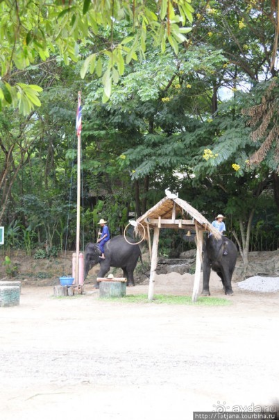 Веселые и добрые слоники.