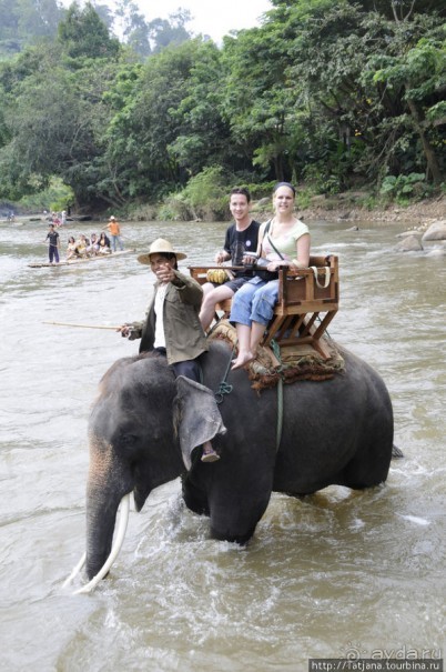 Веселые и добрые слоники.