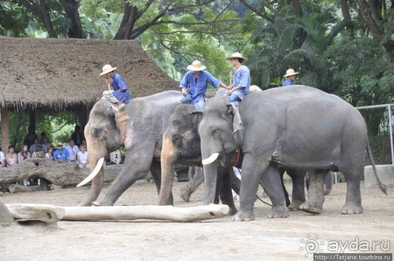 Веселые и добрые слоники.
