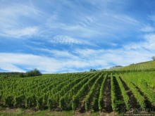 Элзаские вина и одна из самых красивых деревень Франции.