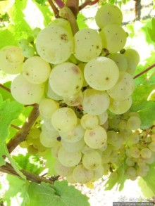 Элзаские вина и одна из самых красивых деревень Франции.