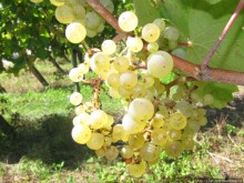 Элзаские вина и одна из самых красивых деревень Франции.