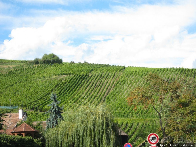 Элзаские вина и одна из самых красивых деревень Франции.