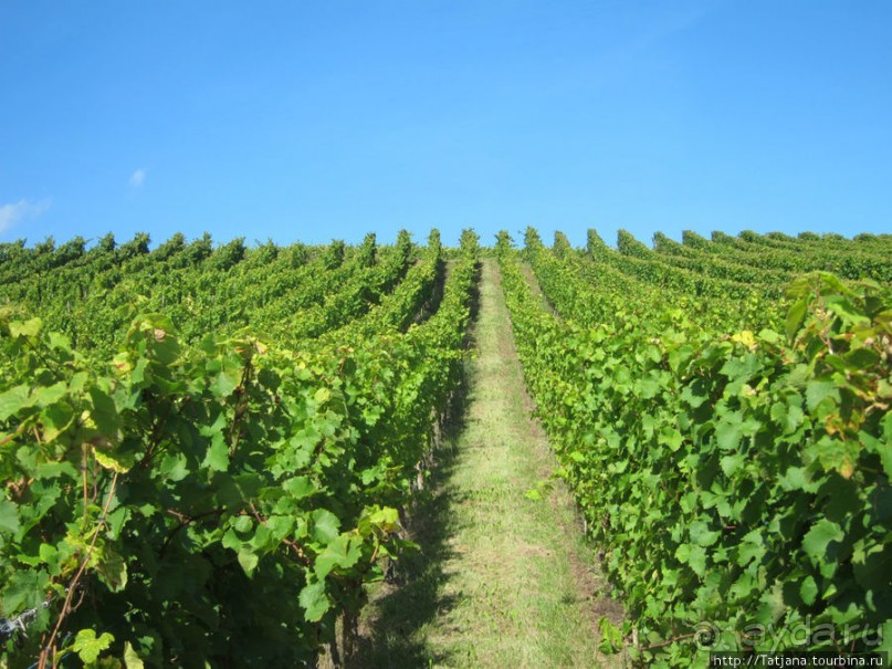 Элзаские вина и одна из самых красивых деревень Франции.