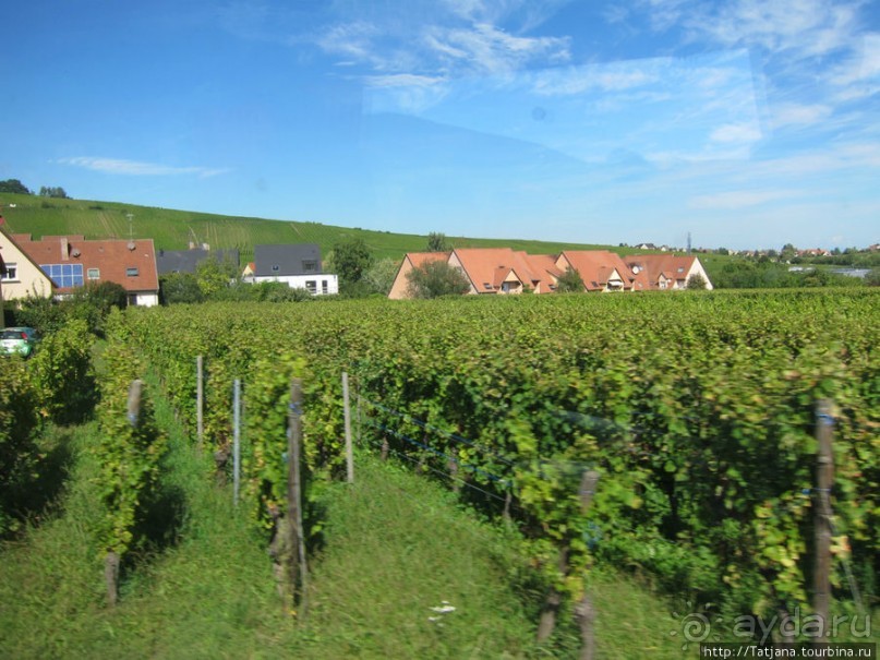 Элзаские вина и одна из самых красивых деревень Франции.