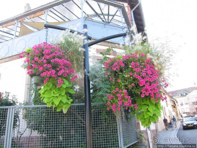 Элзаские вина и одна из самых красивых деревень Франции.