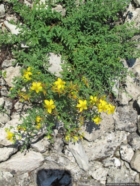 Остров Козада и руины военно-морского форта