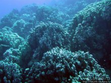 Альбом отзыва "Мое первое знакомство с Красным Морем."