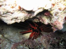 Альбом отзыва "Мое первое знакомство с Красным Морем."