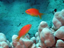 Мое первое знакомство с Красным Морем.