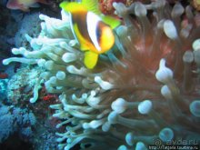 Мое первое знакомство с Красным Морем.