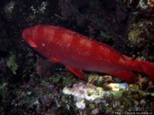 Мое первое знакомство с Красным Морем.