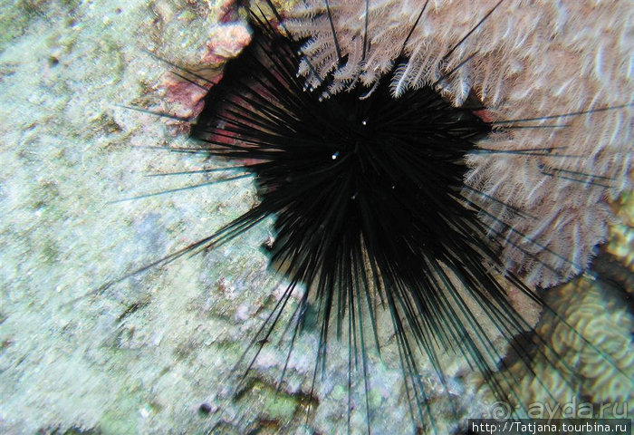 Мое первое знакомство с Красным Морем.