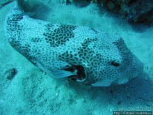 Альбом отзыва "Мое первое знакомство с Красным Морем."