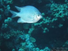 Альбом отзыва "Мое первое знакомство с Красным Морем."