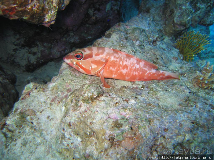 Альбом отзыва "Мое первое знакомство с Красным Морем."