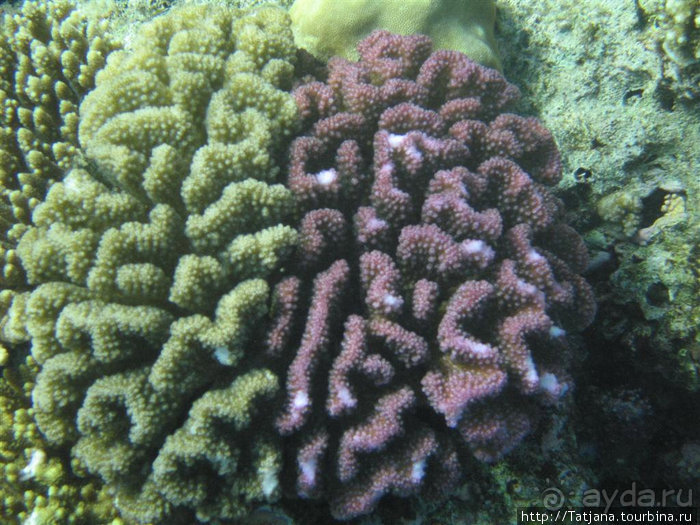 Альбом отзыва "Мое первое знакомство с Красным Морем."