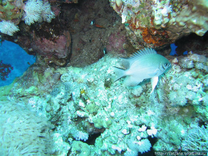 Мое первое знакомство с Красным Морем.