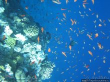 Альбом отзыва "Мое первое знакомство с Красным Морем."