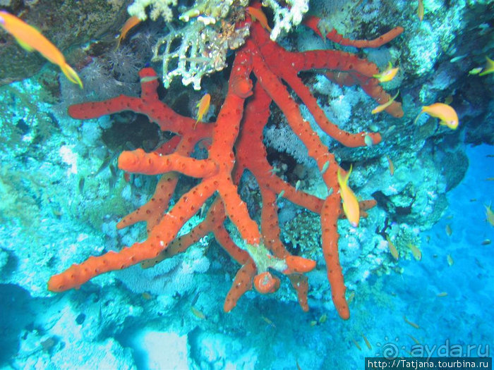 Мое первое знакомство с Красным Морем.