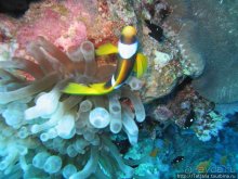 Мое первое знакомство с Красным Морем.