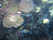 Мое первое знакомство с Красным Морем.