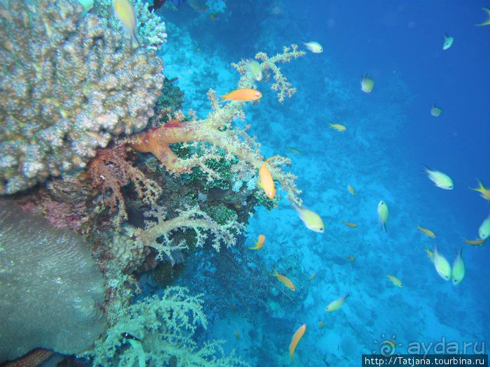Альбом отзыва "Мое первое знакомство с Красным Морем."