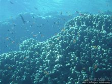 Альбом отзыва "Мое первое знакомство с Красным Морем."