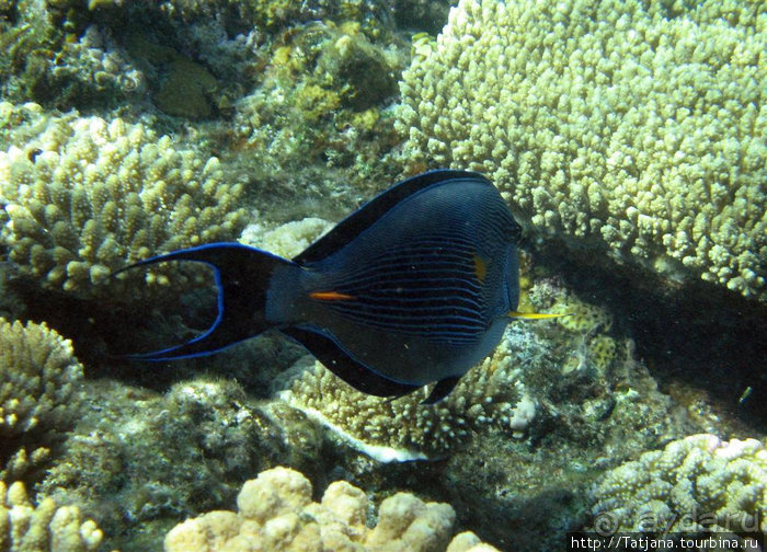 Альбом отзыва "Мое первое знакомство с Красным Морем."