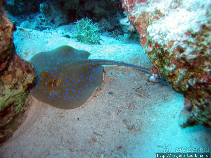 Альбом отзыва "Мое первое знакомство с Красным Морем."