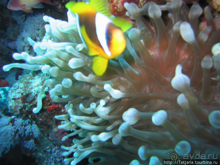 Альбом отзыва "Мое первое знакомство с Красным Морем."