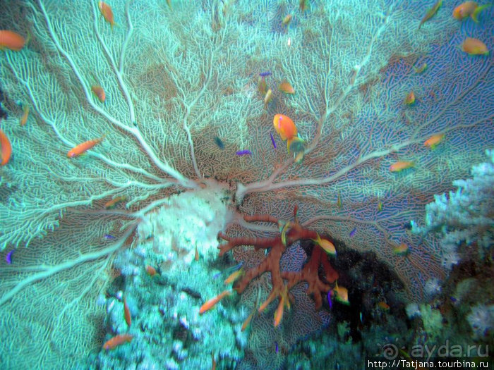 Альбом отзыва "Мое первое знакомство с Красным Морем."