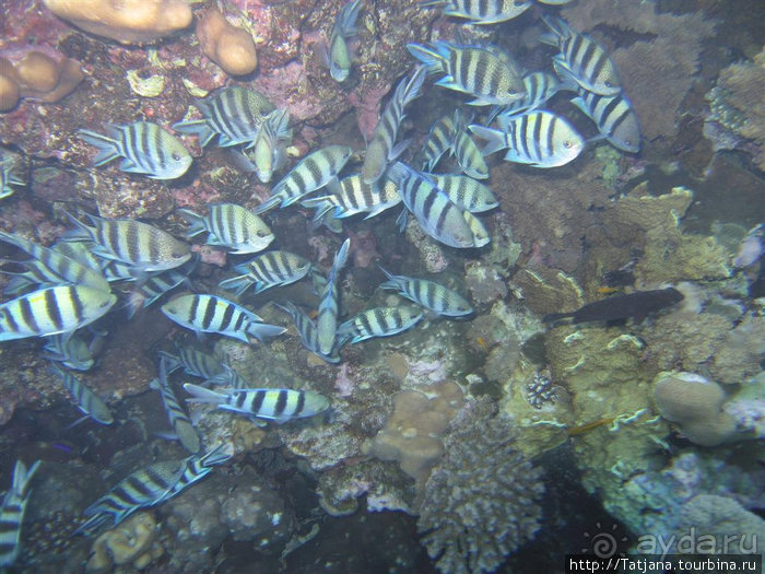 Альбом отзыва "Мое первое знакомство с Красным Морем."