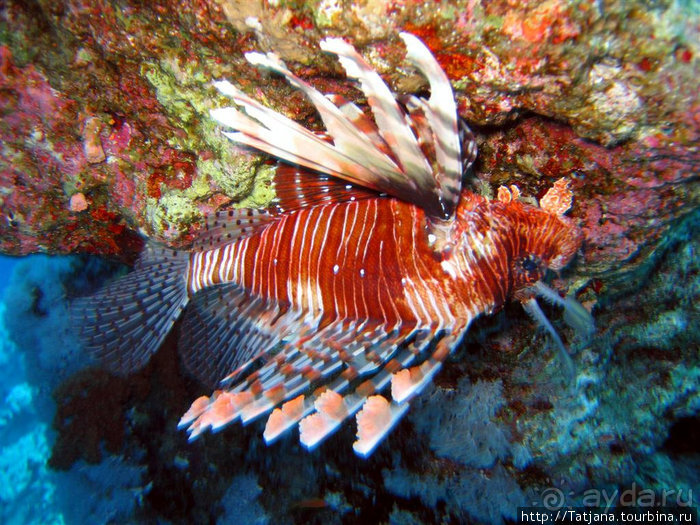 Мое первое знакомство с Красным Морем.