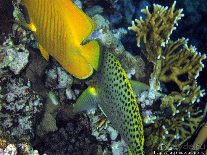 Альбом отзыва "Мое первое знакомство с Красным Морем."