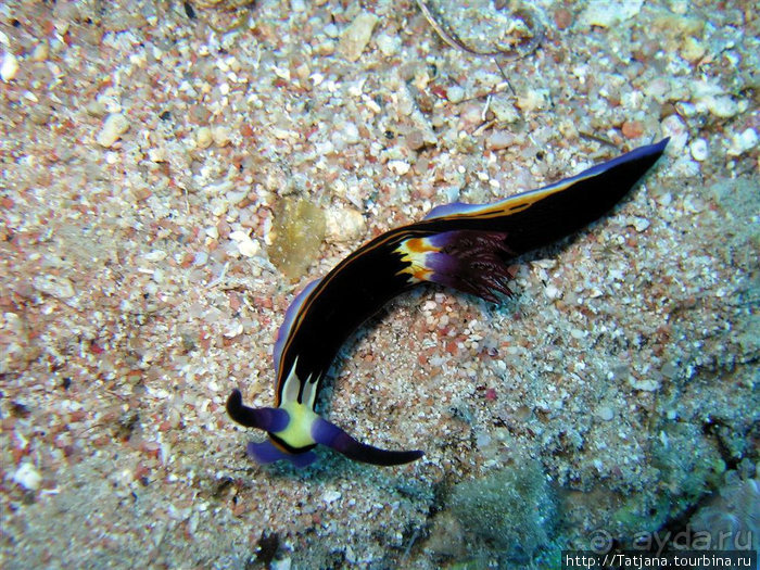 Альбом отзыва "Мое первое знакомство с Красным Морем."