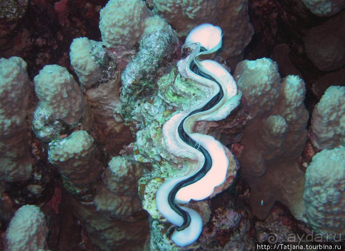 Альбом отзыва "Мое первое знакомство с Красным Морем."