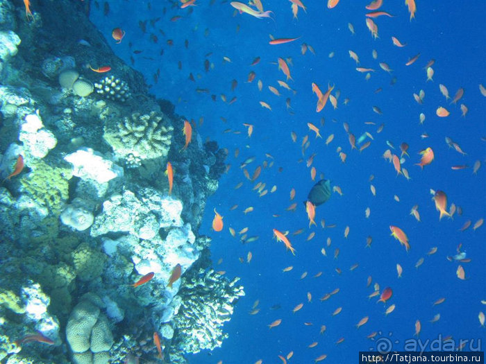 Мое первое знакомство с Красным Морем.