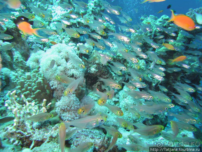 Мое первое знакомство с Красным Морем.