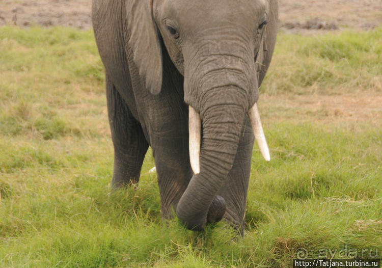 фото Амбосели