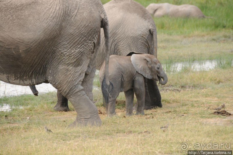 Борьба слонов за самку в парке Амбосели