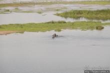 фото Амбосели