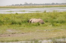Борьба слонов за самку в парке Амбосели