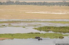 Борьба слонов за самку в парке Амбосели