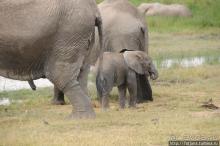Альбом отзыва "Борьба слонов за самку в парке Амбосели"