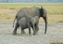 Альбом отзыва "Борьба слонов за самку в парке Амбосели"