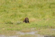 Борьба слонов за самку в парке Амбосели